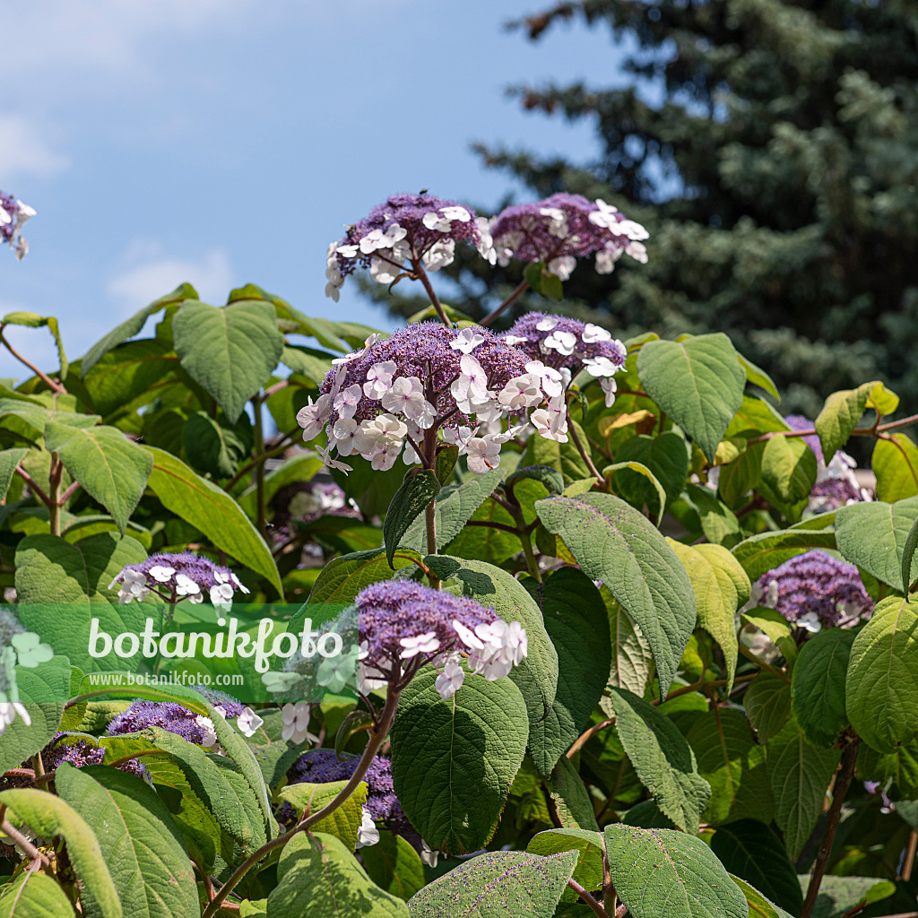 616235 - Raue Hortensie (Hydrangea aspera 'Macrophylla')