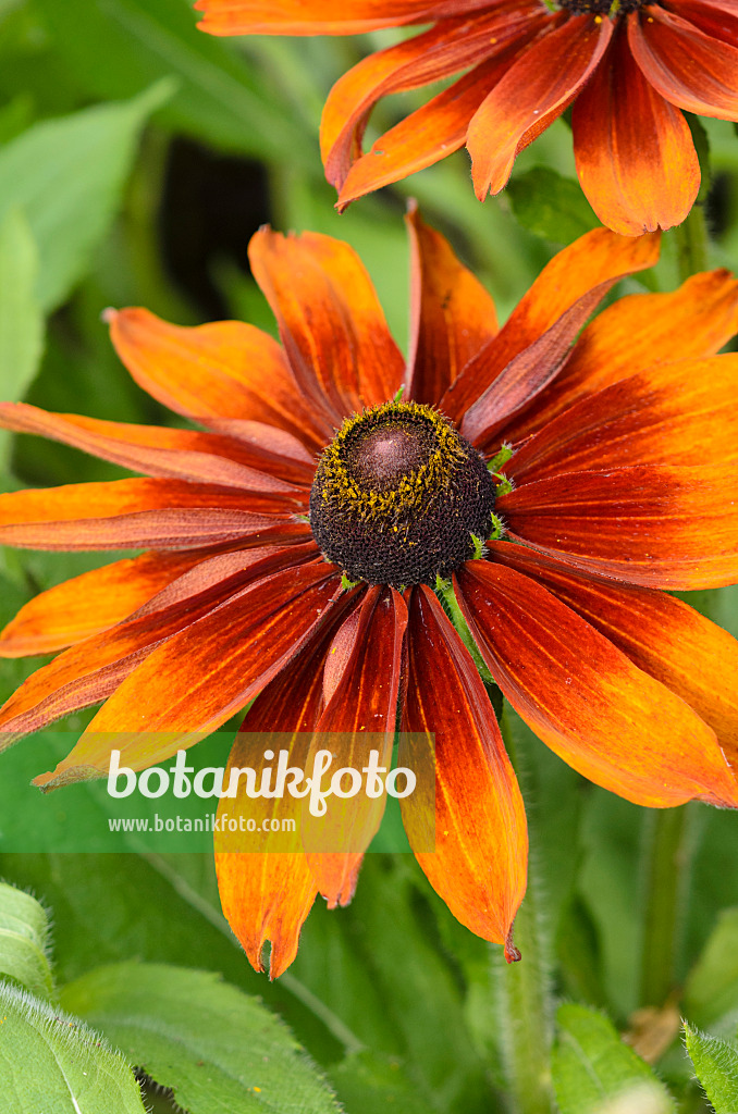 523040 - Rauer Sonnenhut (Rudbeckia hirta 'Cappuccino')