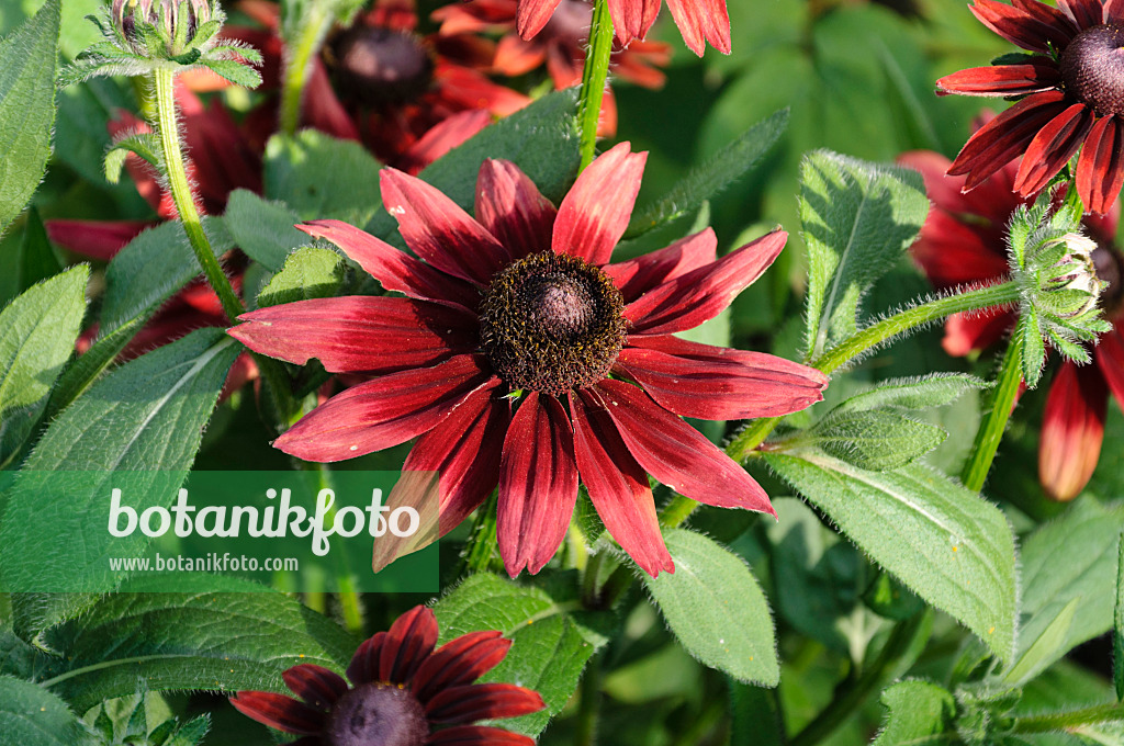 476021 - Rauer Sonnenhut (Rudbeckia hirta 'Cherry Brandy')