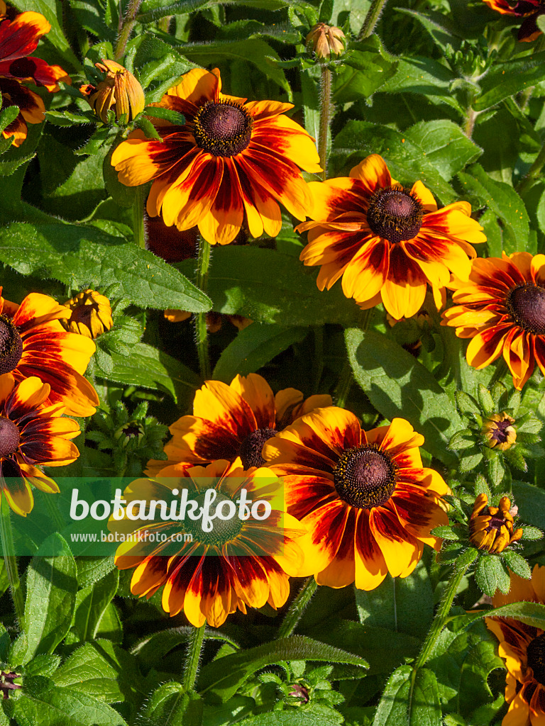 404046 - Rauer Sonnenhut (Rudbeckia hirta 'Cordoba')