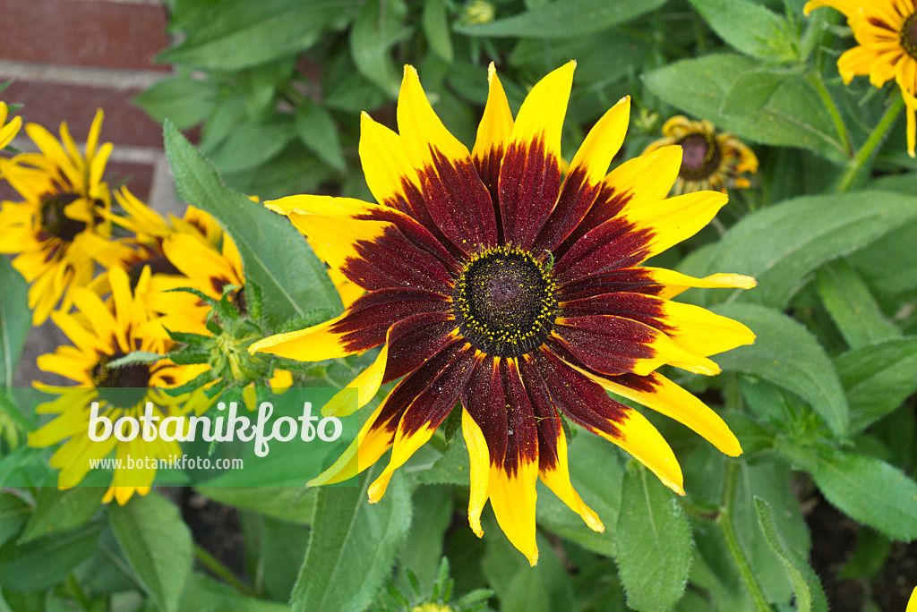 595002 - Rauer Sonnenhut (Rudbeckia hirta 'Denver Daisy')