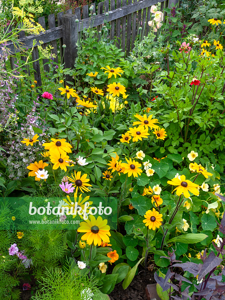 462125 - Rauer Sonnenhut (Rudbeckia hirta) und Große Kapuzinerkresse (Tropaeolum majus)