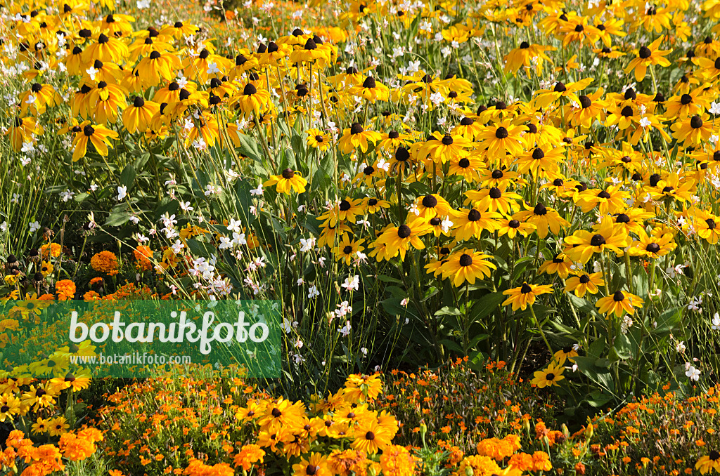 547388 - Rauer Sonnenhut (Rudbeckia hirta 'Indian Summer'), Prachtkerze (Gaura lindheimeri) und Studentenblumen (Tagetes)