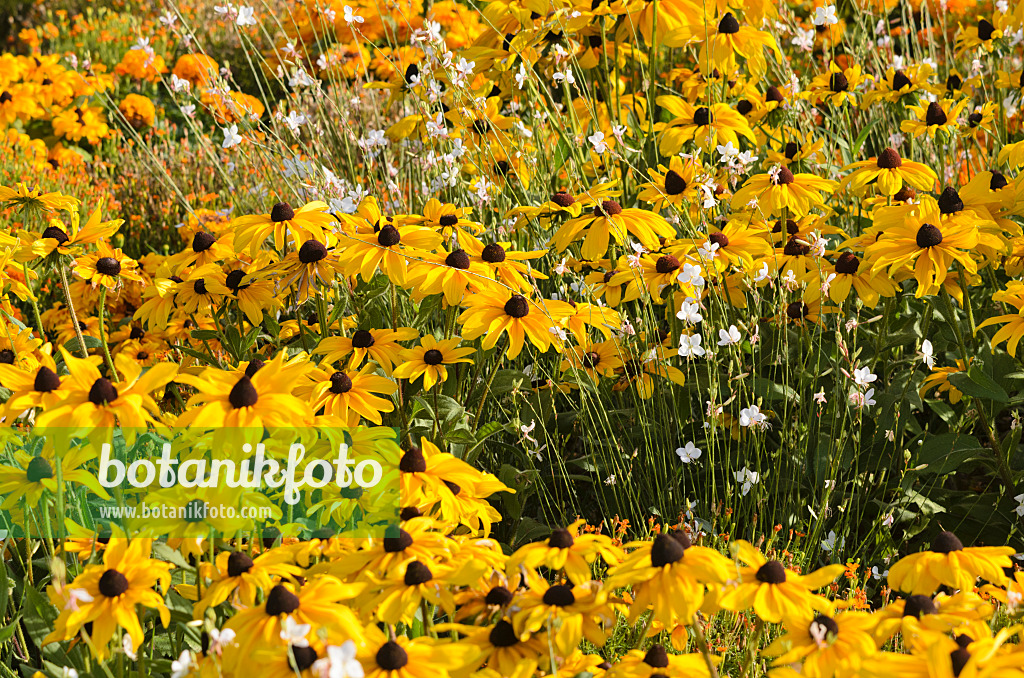 547389 - Rauer Sonnenhut (Rudbeckia hirta 'Indian Summer') und Prachtkerze (Gaura lindheimeri)