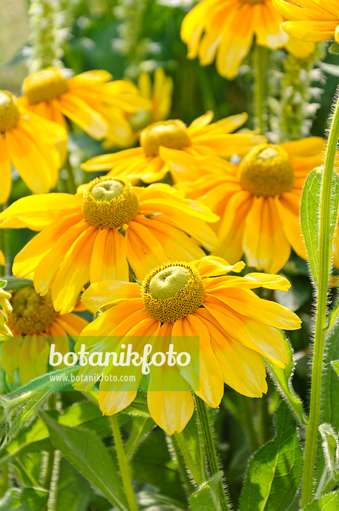 487062 - Rauer Sonnenhut (Rudbeckia hirta 'Prairie Sun')