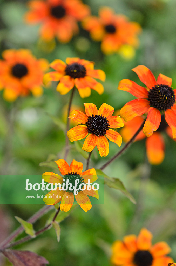 525038 - Rauer Sonnenhut (Rudbeckia hirta 'Prairie Sun')