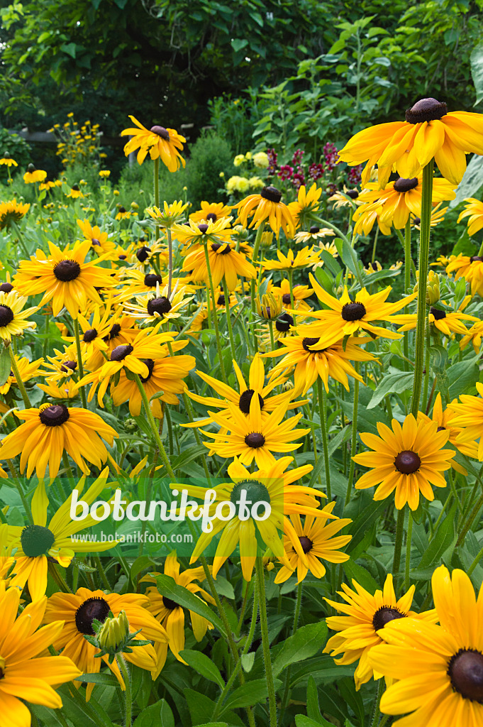 510169 - Rauer Sonnenhut (Rudbeckia hirta var. pulcherrima)