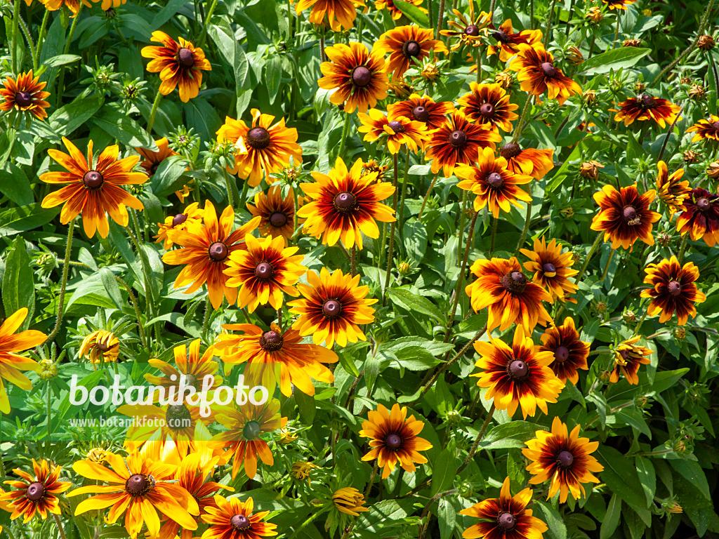 439276 - Rauer Sonnenhut (Rudbeckia hirta 'Rustic Colour')