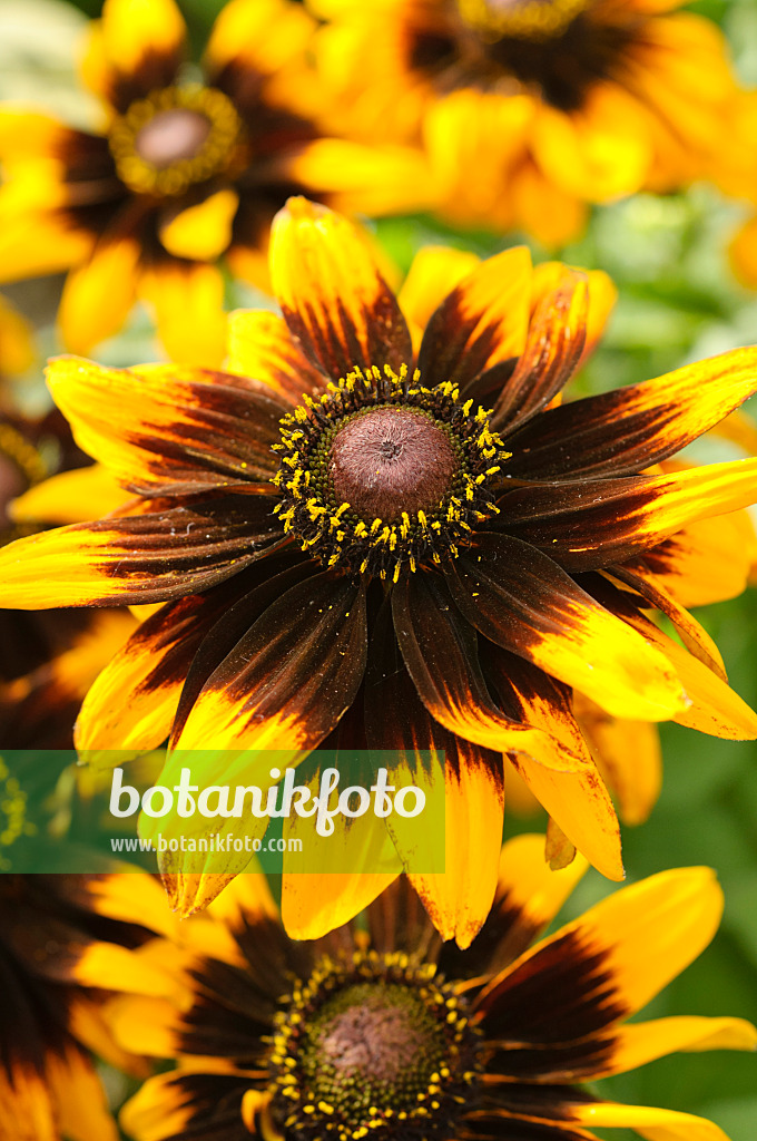 475201 - Rauer Sonnenhut (Rudbeckia hirta 'Sonora')