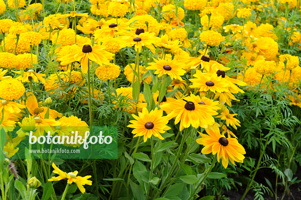 475165 - Rauer Sonnenhut (Rudbeckia hirta) und Studentenblumen (Tagetes)