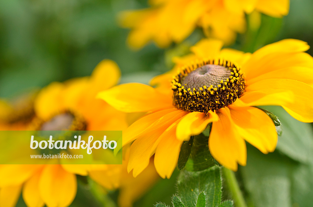 486160 - Rauer Sonnenhut (Rudbeckia hirta 'Tiger Eye')