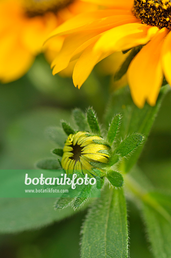 486161 - Rauer Sonnenhut (Rudbeckia hirta 'Tiger Eye')