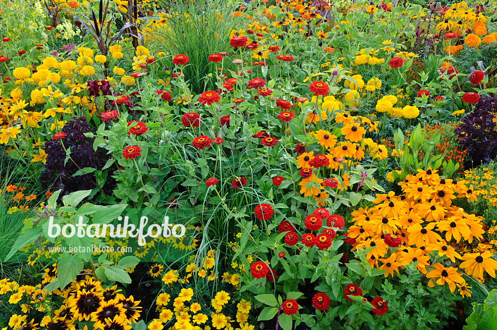 475187 - Rauer Sonnenhut (Rudbeckia hirta), Zinnien (Zinnia) und Studentenblumen (Tagetes)