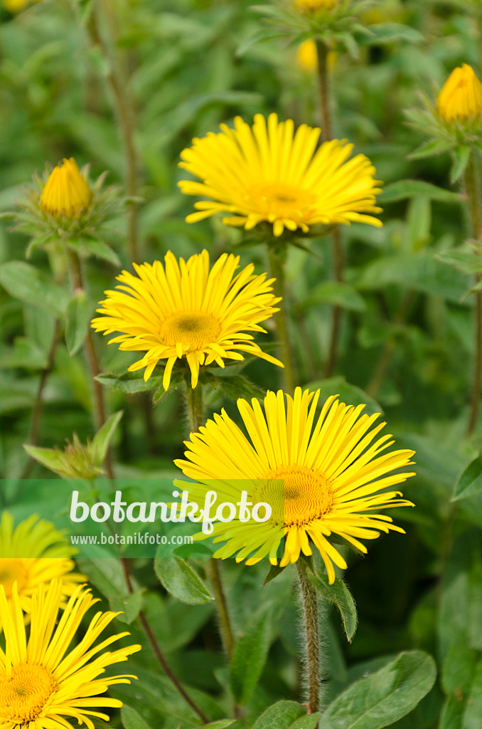 508534 - Rauhaariger Alant (Inula hirta)