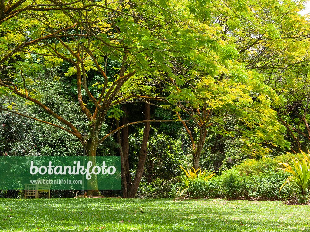 411233 - Regenbaum (Albizia saman) bei Sonnenschein in einem gepflegten Park