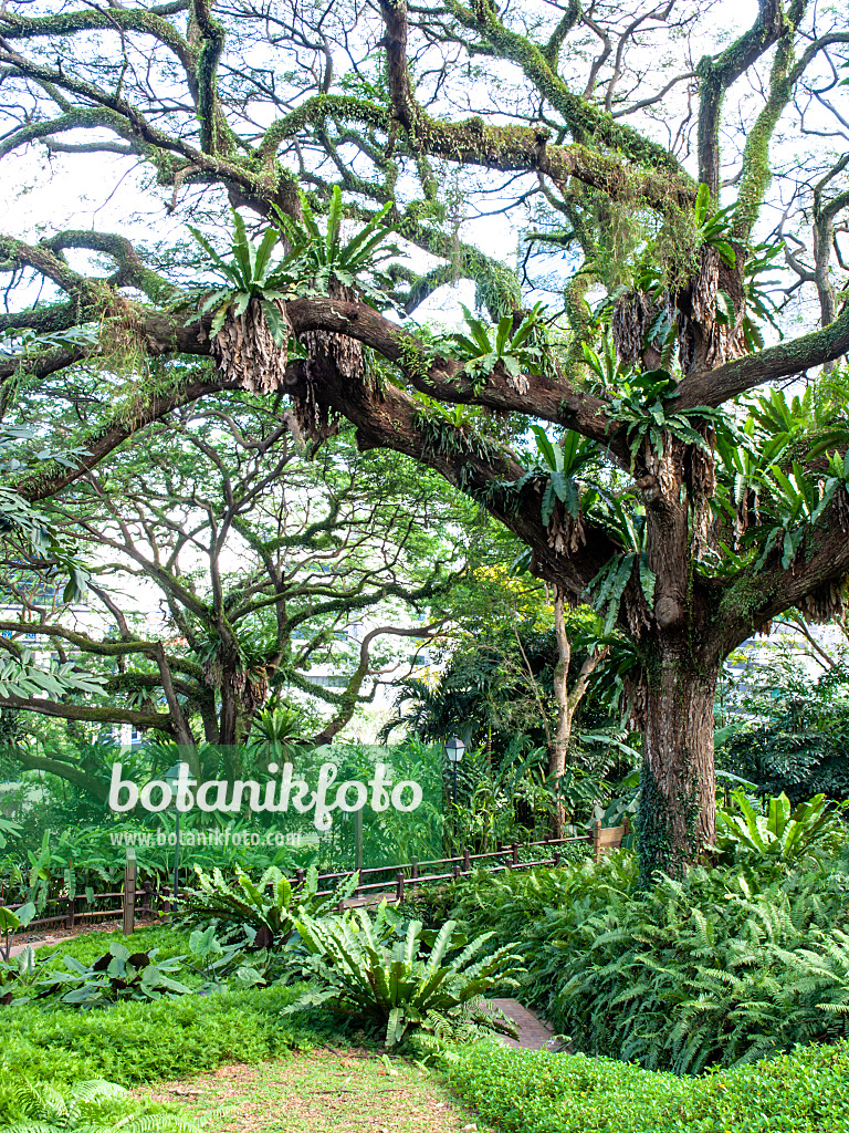 434171 - Regenbaum (Albizia saman) und Nestfarn (Asplenium nidus), Fort Canning Park, Singapur