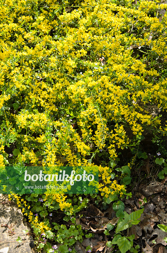 520326 - Regensburger Zwergginster (Chamaecytisus ratisbonensis)