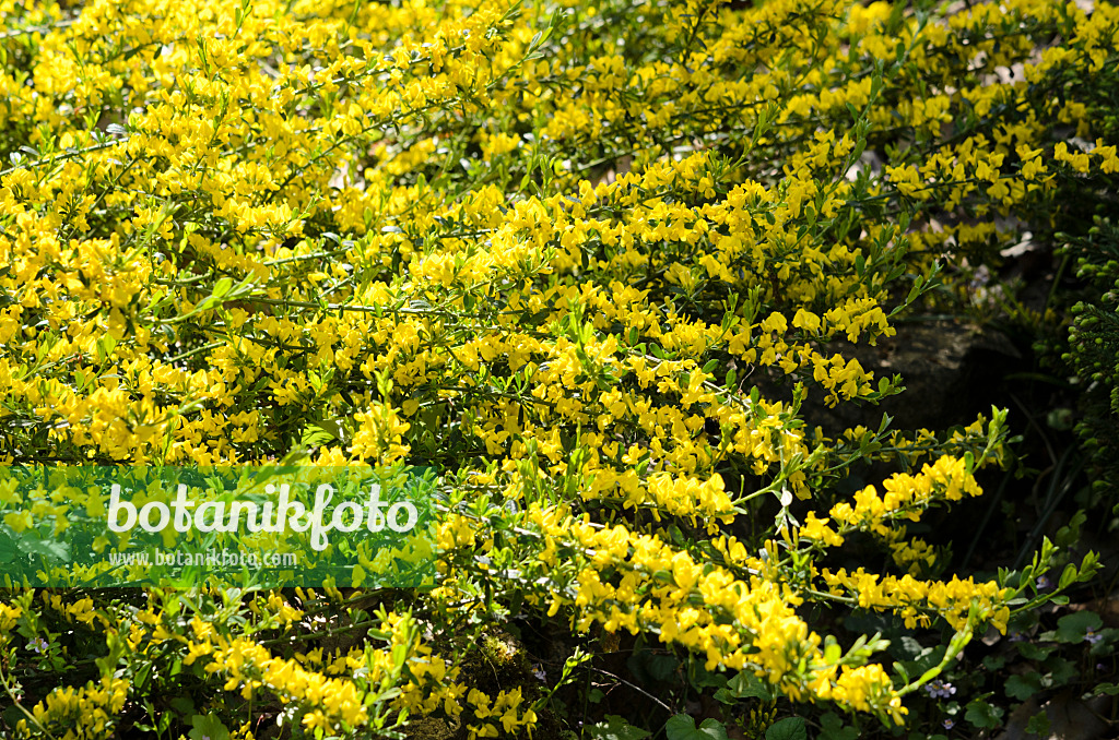 520328 - Regensburger Zwergginster (Chamaecytisus ratisbonensis)