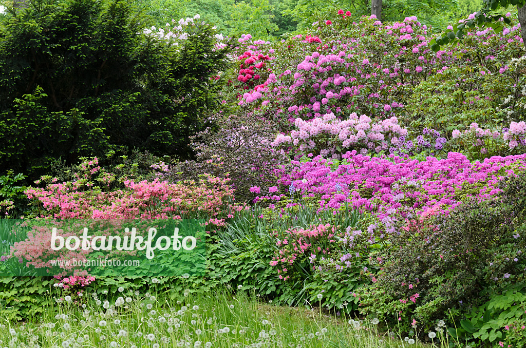 520336 - Rhododendren (Rhododendron) und Azaleen (Rhododendron)