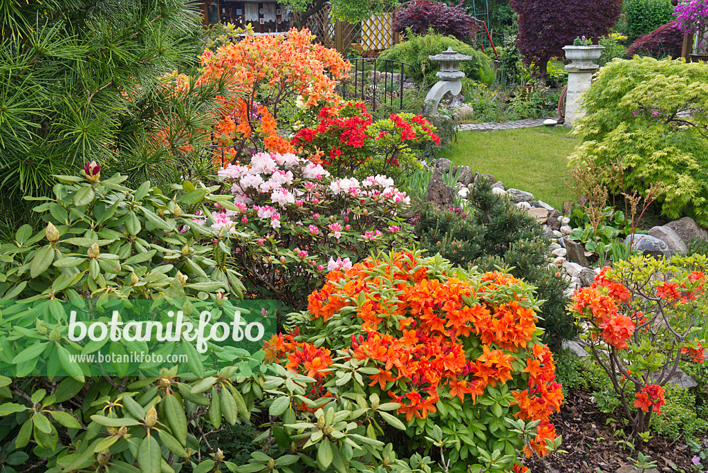 532016 - Rhododendren (Rhododendron) und Azaleen (Rhododendron)