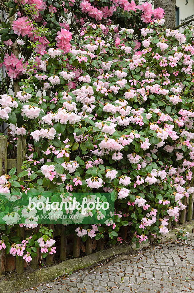 520071 - Rhododendron (Rhododendron)