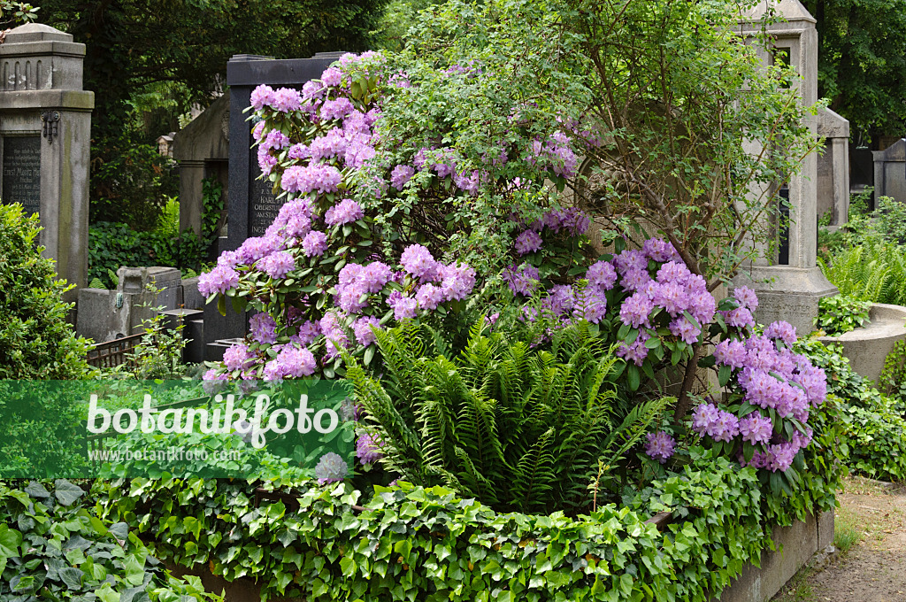 472096 - Rhododendron (Rhododendron) auf einem Friedhof