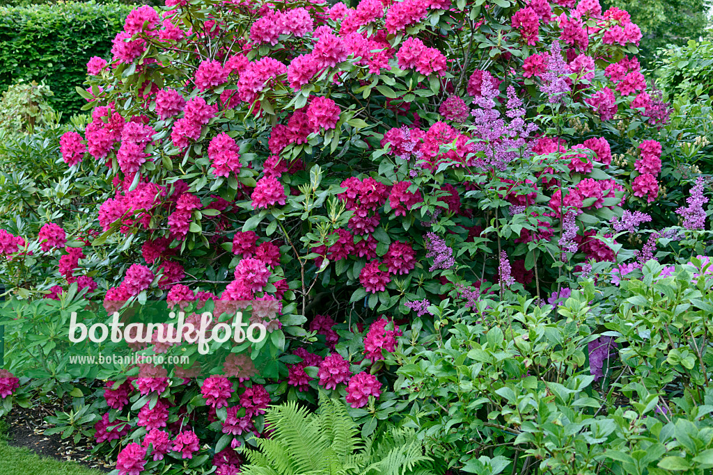 568005 - Rhododendron (Rhododendron) und Flieder (Syringa)