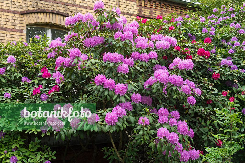 544186 - Rhododendron (Rhododendron) in einem Vorgarten