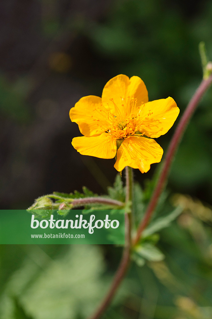 472122 - Rhodopen-Nelkenwurz (Geum rhodopeum)