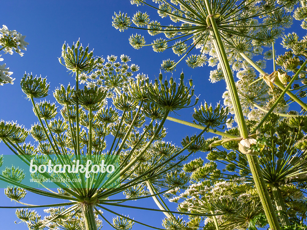 414190 - Riesenbärenklau (Heracleum mantegazzianum)