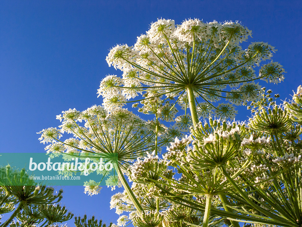 414191 - Riesenbärenklau (Heracleum mantegazzianum)