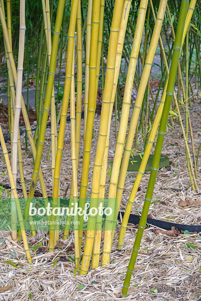 535312 - Riesenbambus (Phyllostachys vivax)