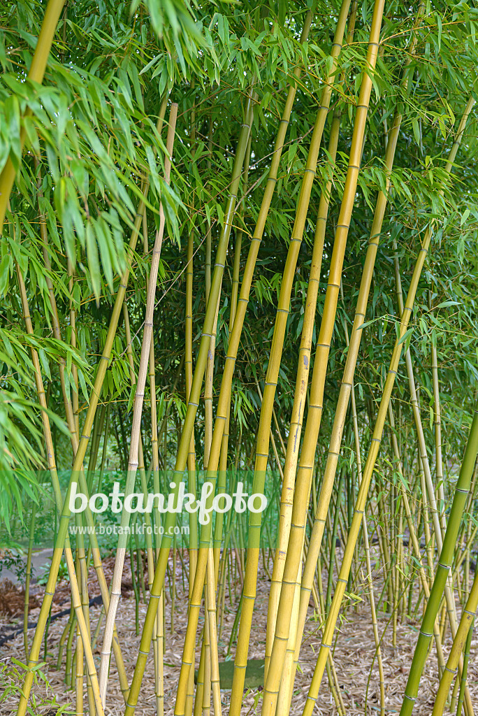 535313 - Riesenbambus (Phyllostachys vivax)