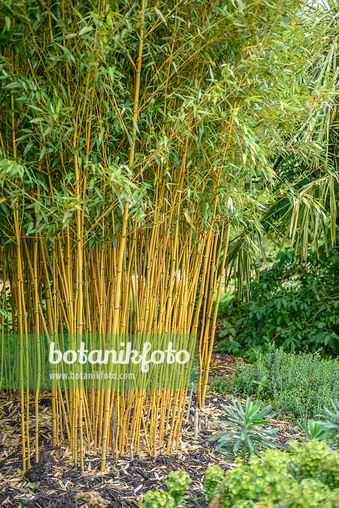 547216 - Riesenbambus (Phyllostachys vivax 'Aureocaulis')