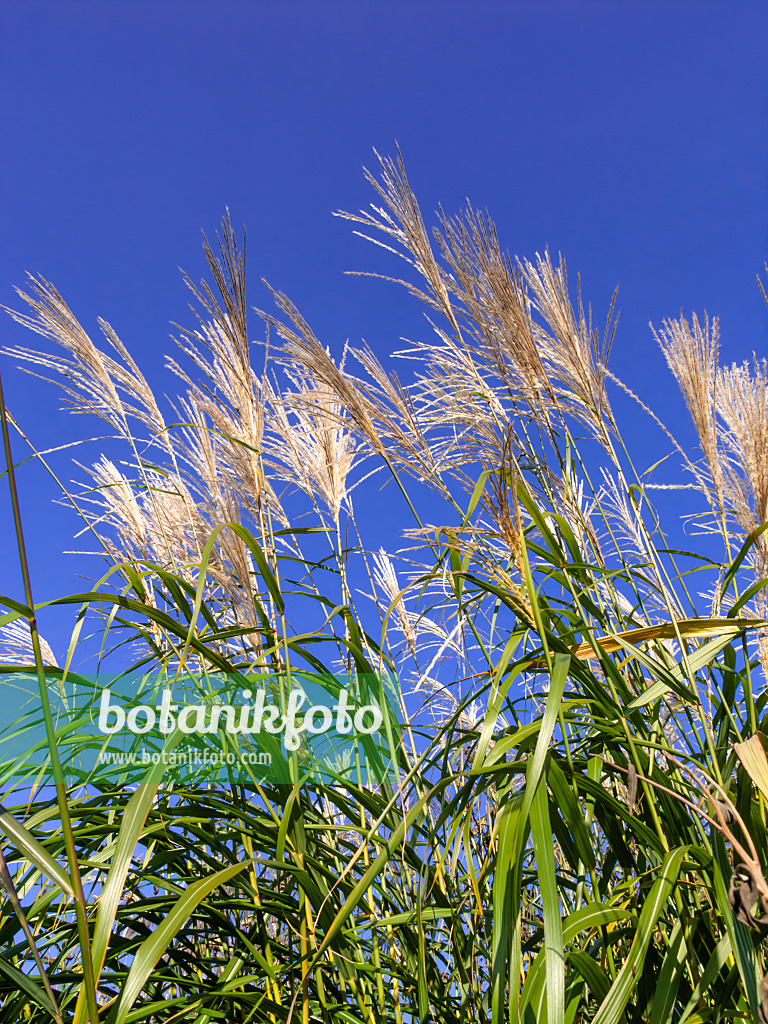 465284 - Riesenchinaschilf (Miscanthus x giganteus)