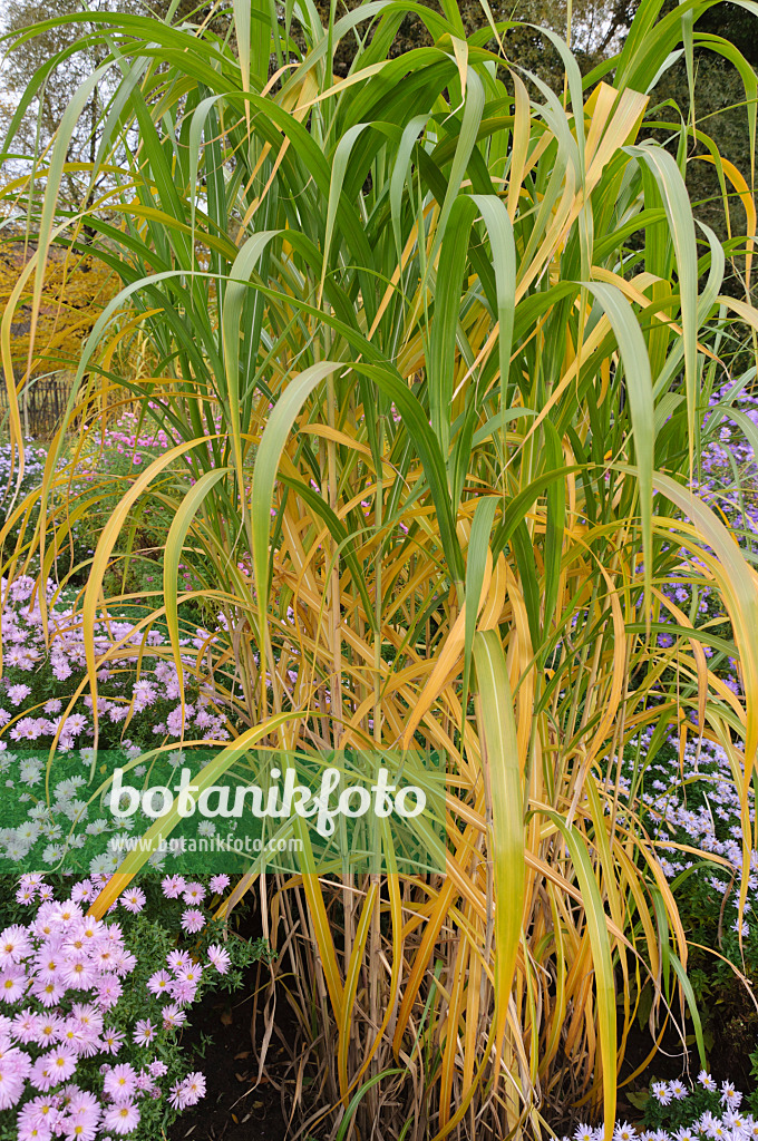 489140 - Riesenchinaschilf (Miscanthus x giganteus) und Astern (Aster)