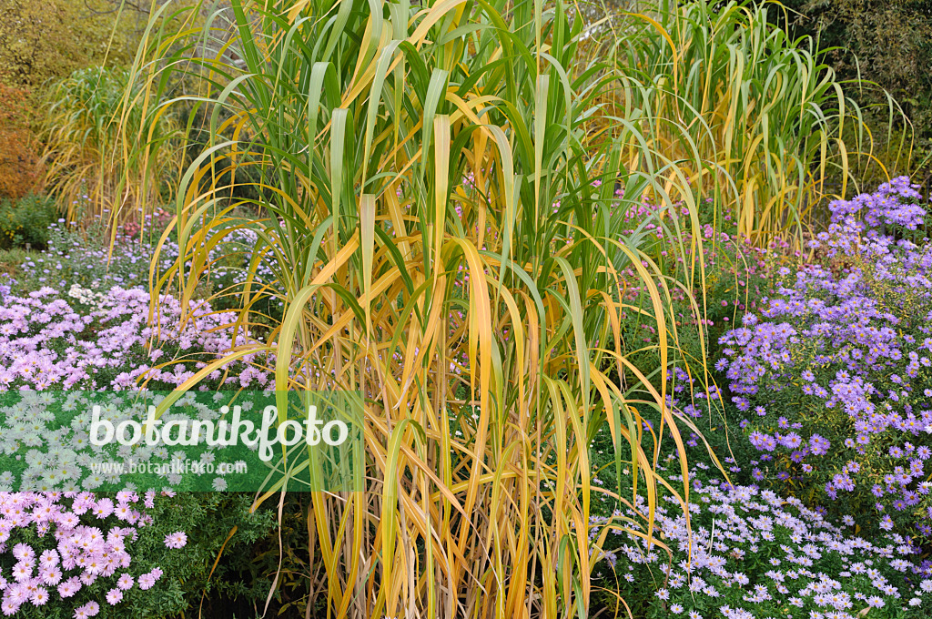 489141 - Riesenchinaschilf (Miscanthus x giganteus) und Astern (Aster)