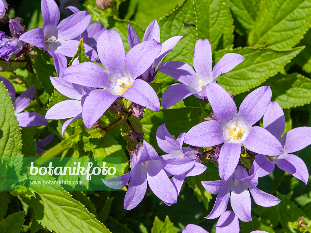 427133 - Riesenglockenblume (Campanula lactiflora)