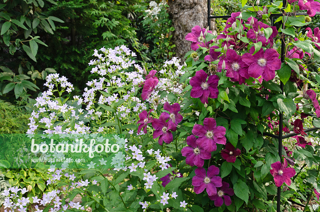 486024 - Riesenglockenblume (Campanula lactiflora) und Waldrebe (Clematis Rouge Cardinal)