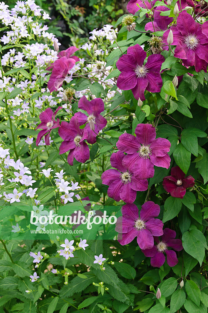 486025 - Riesenglockenblume (Campanula lactiflora) und Waldrebe (Clematis Rouge Cardinal)