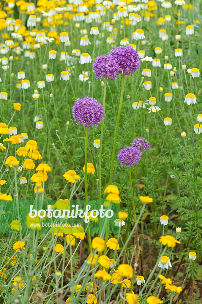 485145 - Riesenlauch (Allium giganteum) und Färberhundskamille (Anthemis tinctoria syn. Cota tinctoria)