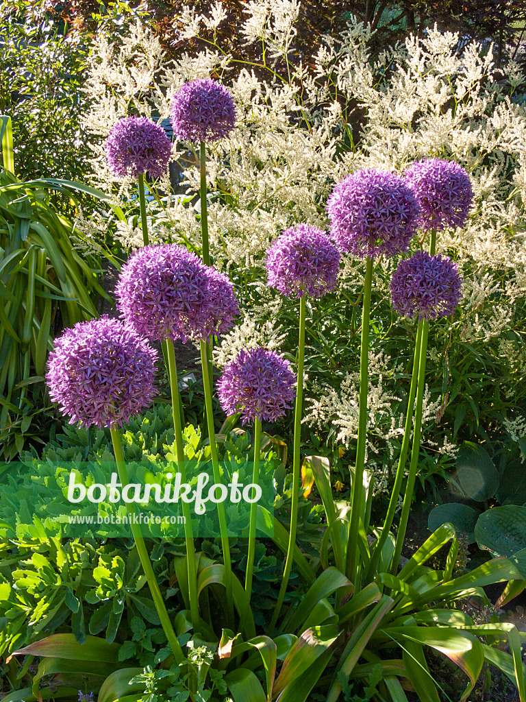 413059 - Riesenlauch (Allium Globemaster)