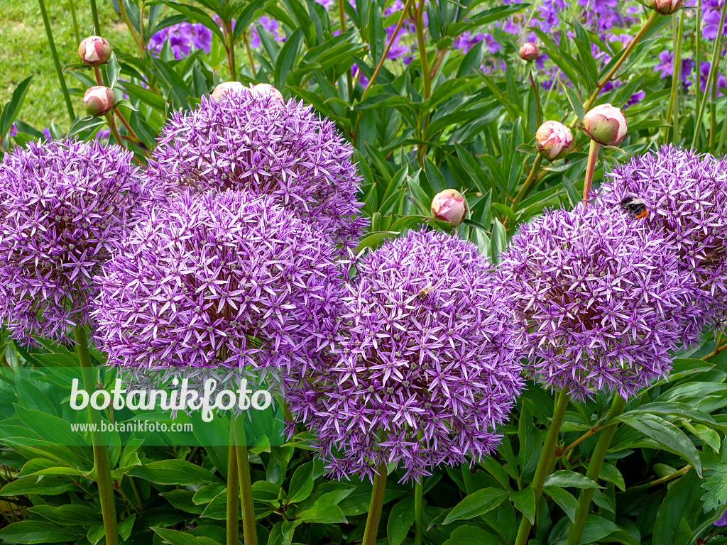 426059 - Riesenlauch (Allium Globemaster)