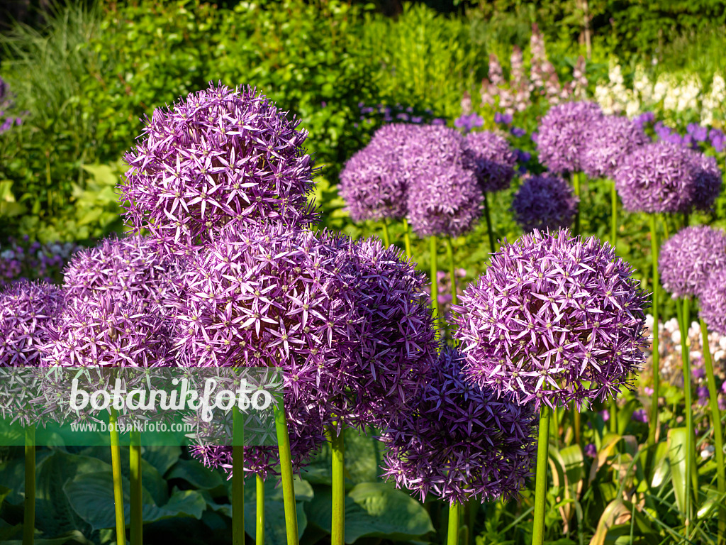 438182 - Riesenlauch (Allium Globemaster)