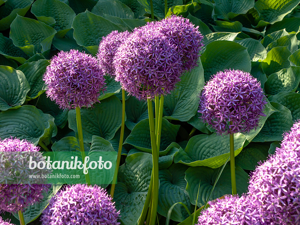 438183 - Riesenlauch (Allium Globemaster)