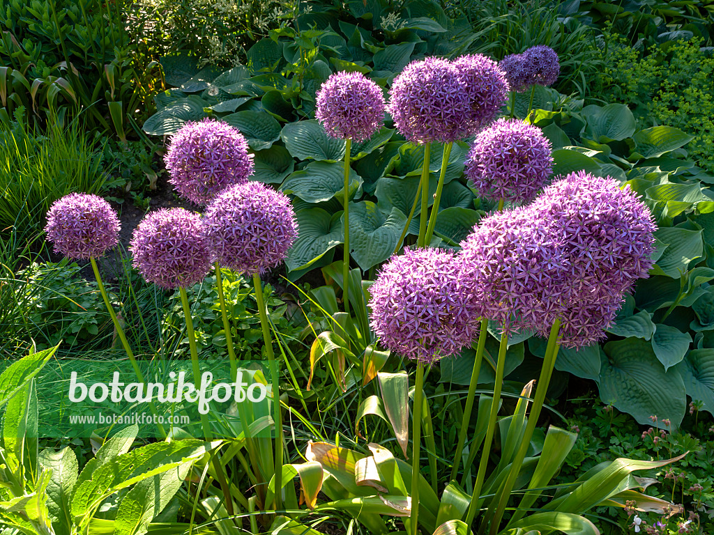 438184 - Riesenlauch (Allium Globemaster)