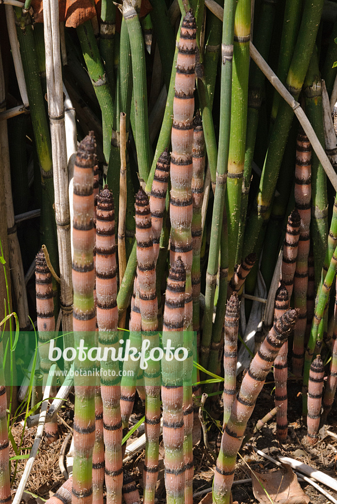 496167 - Riesenschachtelhalm (Equisetum giganteum)