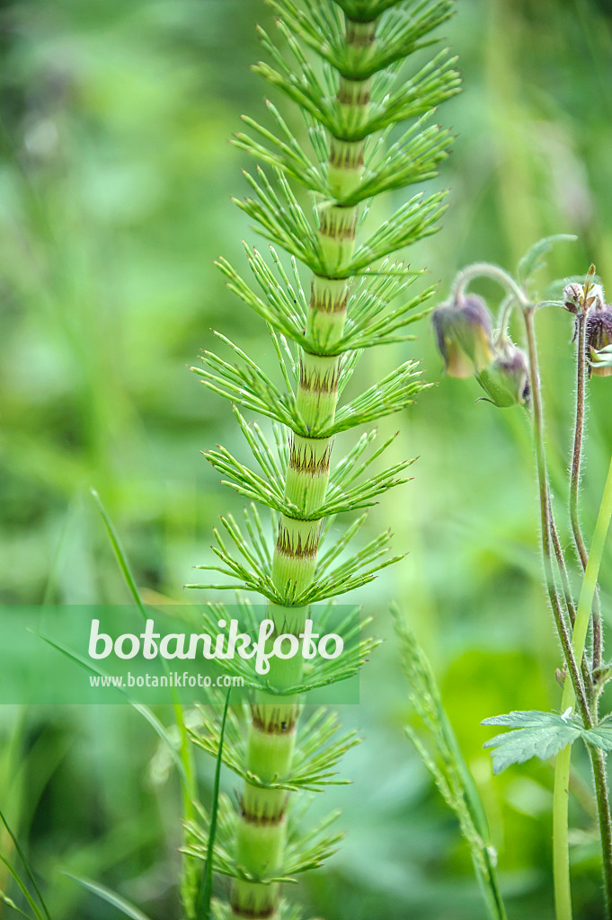 535403 - Riesenschachtelhalm (Equisetum giganteum)