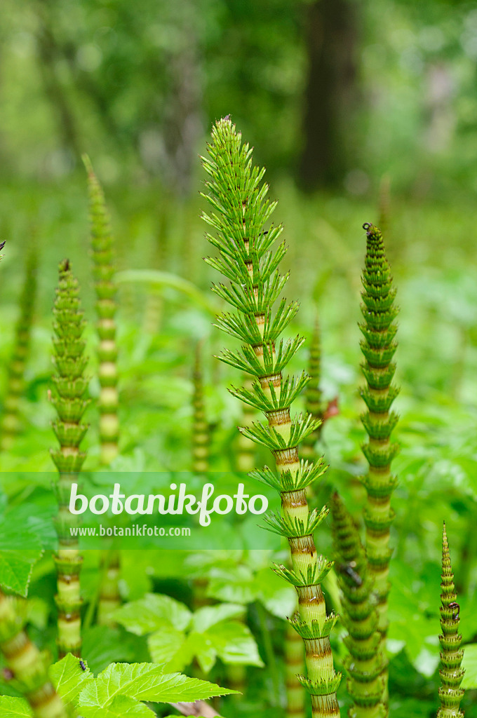 484208 - Riesenschachtelhalm (Equisetum telmateia)