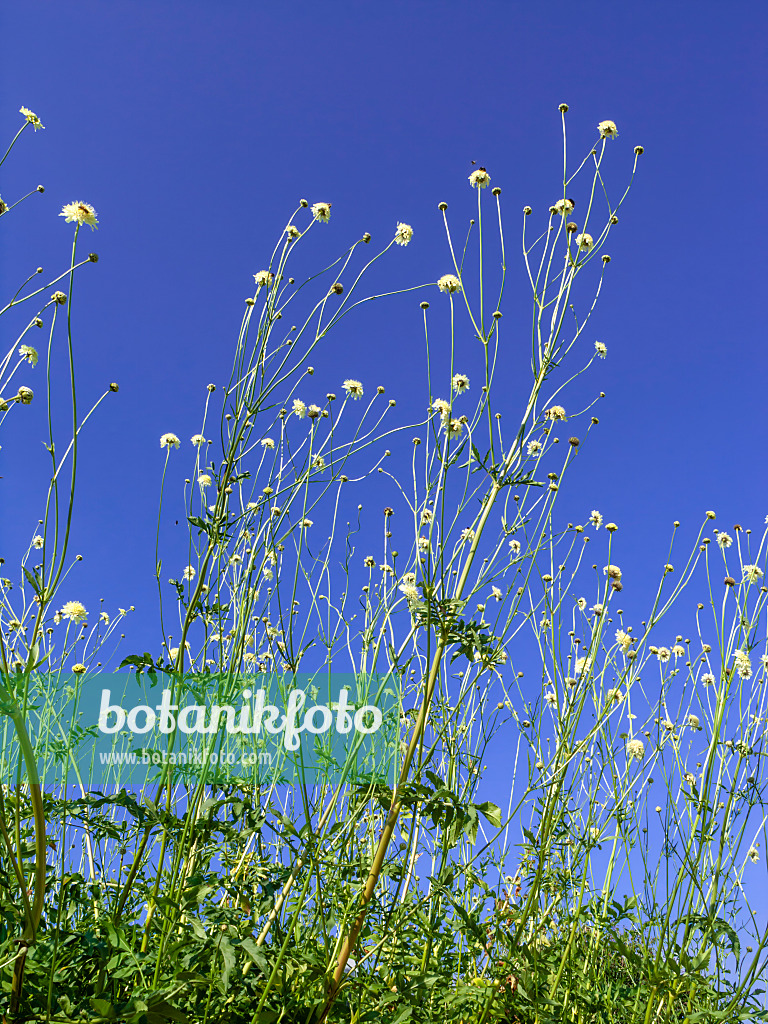 439249 - Riesenschuppenkopf (Cephalaria gigantea)